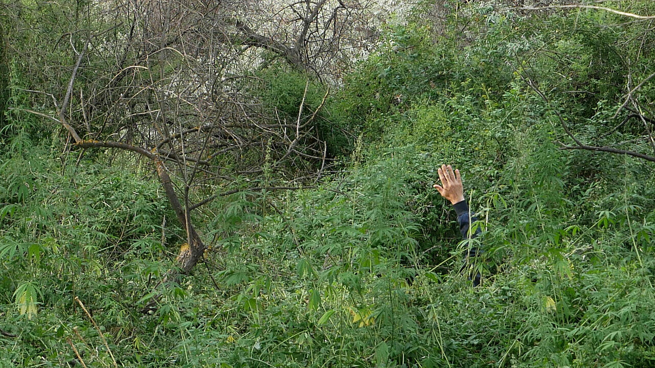 The hand of Sylvain Prunenec between bushes.